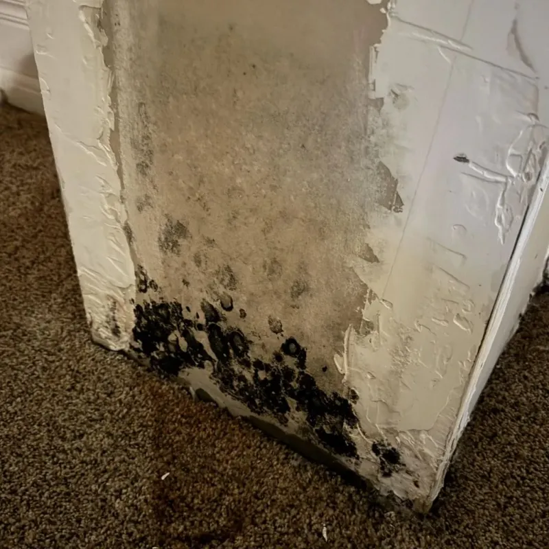 Professional Mold Removal in Wales, WI